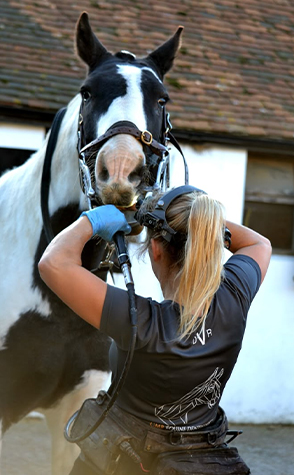 Equine Dental Instrument