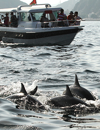 Dolphine Watching With Transport ( Marina Bandar )