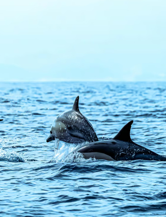 Dolphine And Snorkeling Trip With Transport ( Marina Bandar )